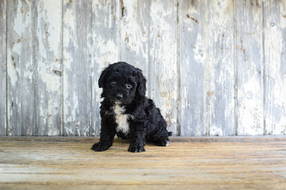 Happy Mini Bernedoodle Baby