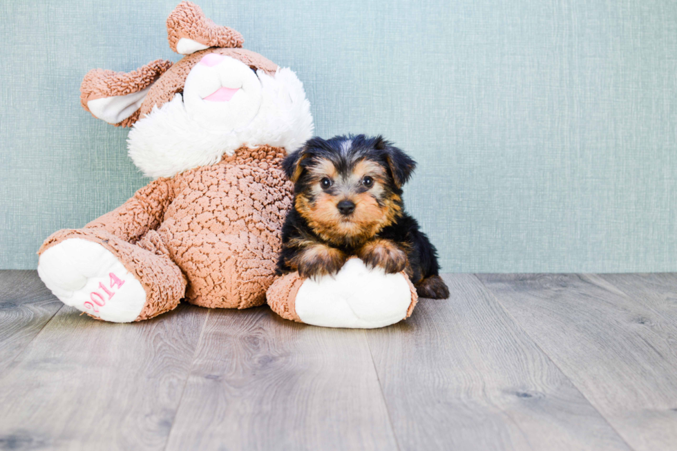 Meet Ronnie - our Yorkshire Terrier Puppy Photo 