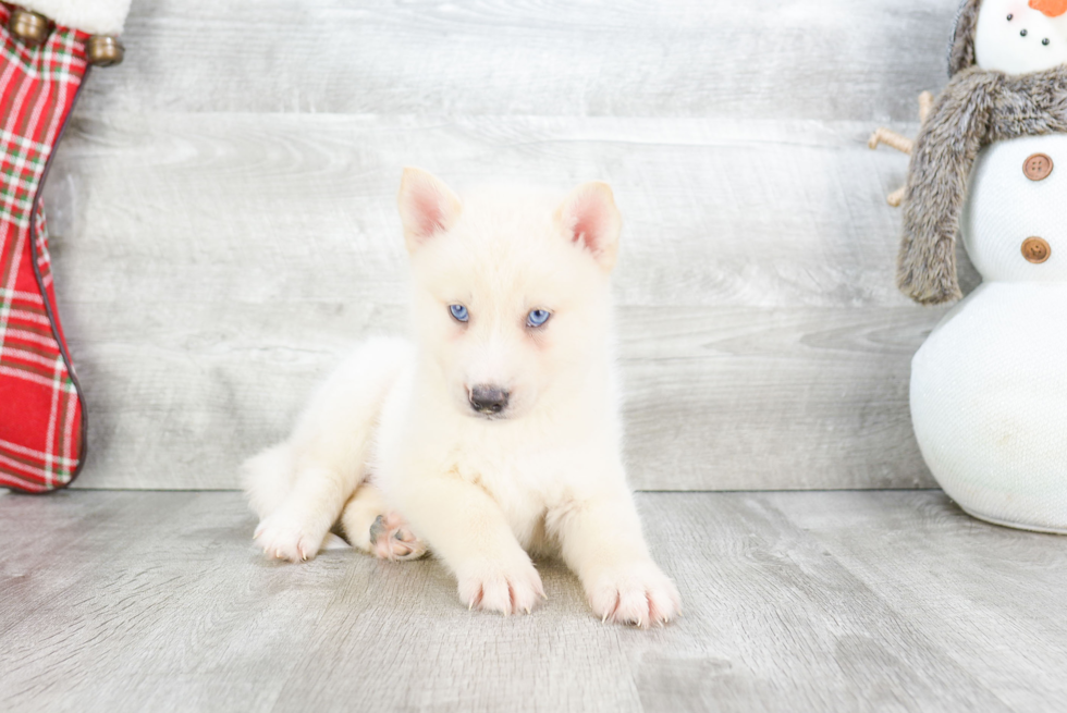 Sweet Pomsky Baby