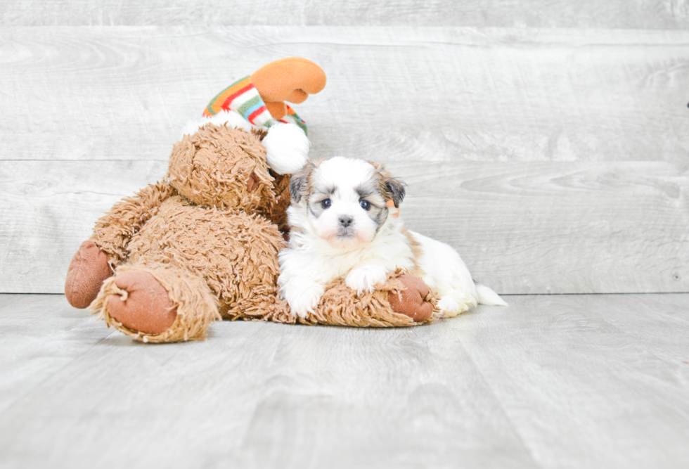 Smart Teddy Bear Designer Pup