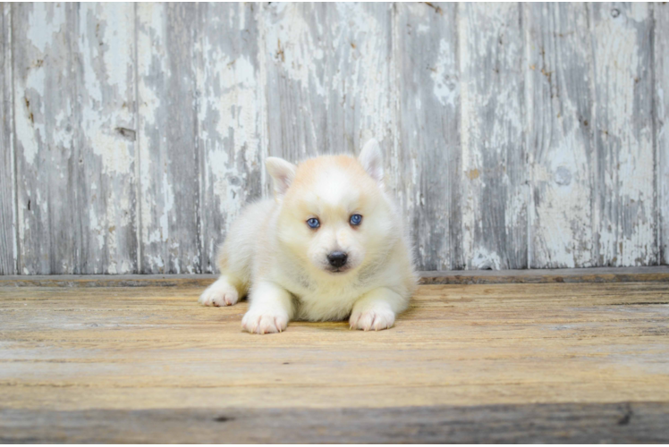 Pomsky Pup Being Cute