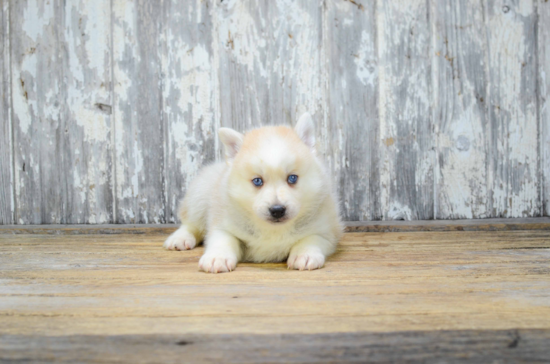 Pomsky Pup Being Cute