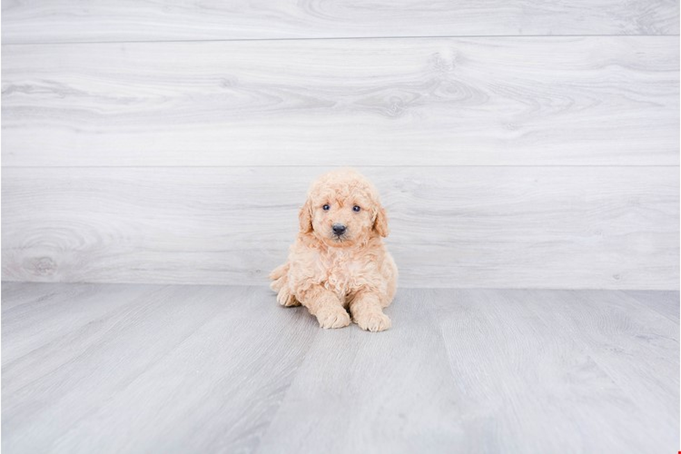 Best Mini Goldendoodle Baby