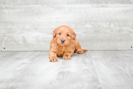 Mini Goldendoodle Puppy for Adoption