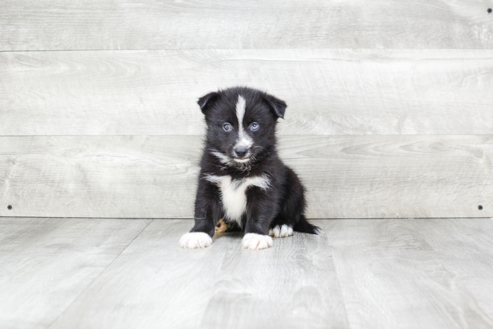 Pomsky Pup Being Cute