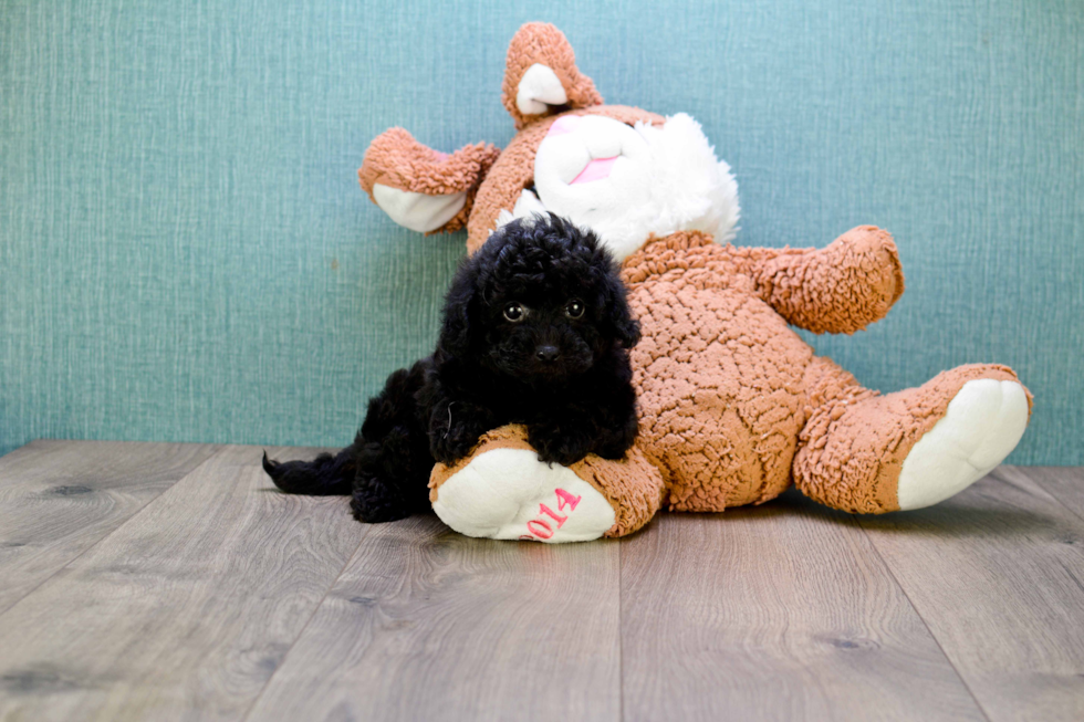 Friendly Cavapoo Baby