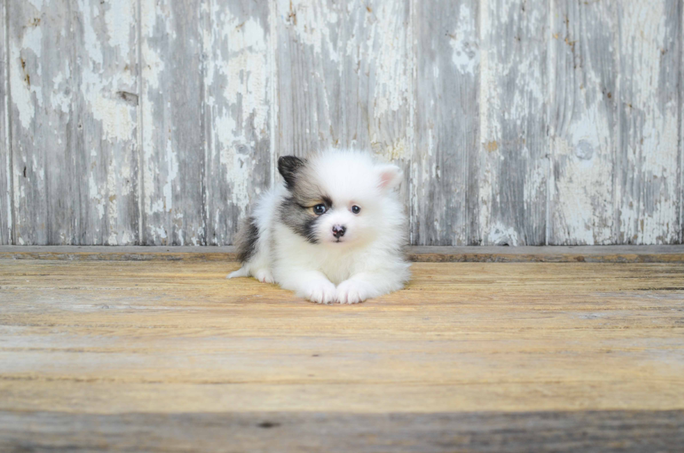 Fluffy Pomeranian Purebred Puppy