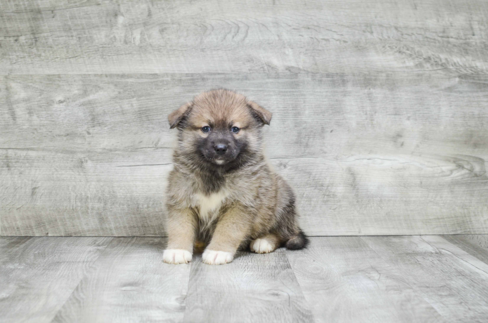 Pomsky Pup Being Cute