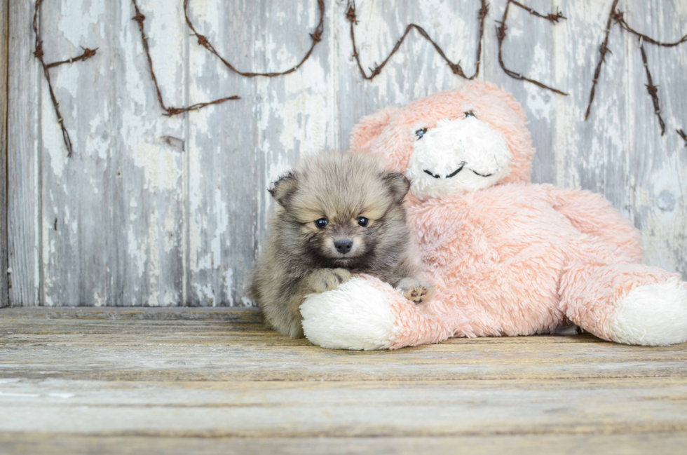 Pomeranian Pup Being Cute