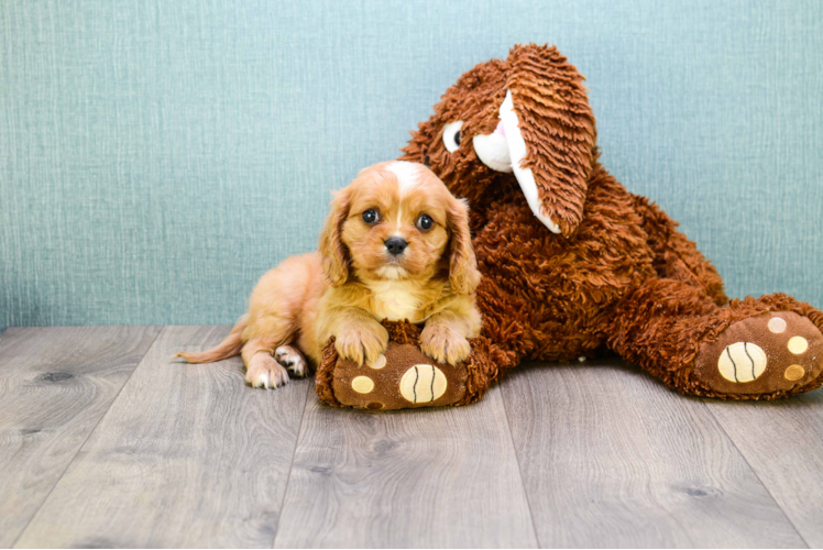 Best Cavalier King Charles Spaniel Baby