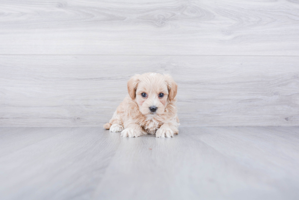 Best Maltipoo Baby