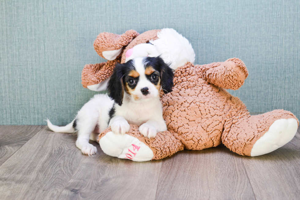 Hypoallergenic Cavalier King Charles Spaniel Baby