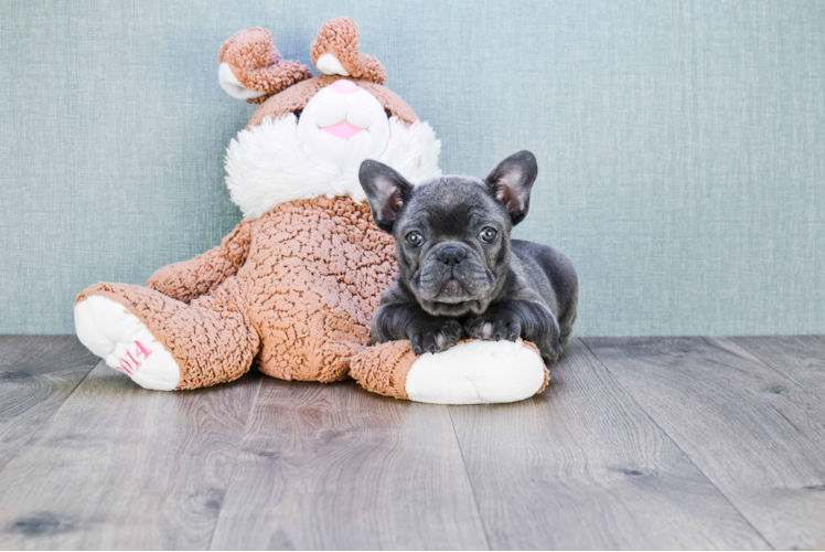 Best French Bulldog Baby