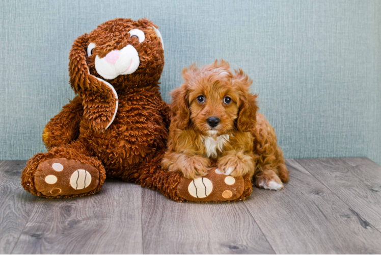 Cavapoo Puppy for Adoption