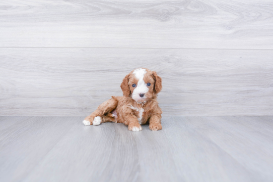 Hypoallergenic Cavoodle Poodle Mix Puppy