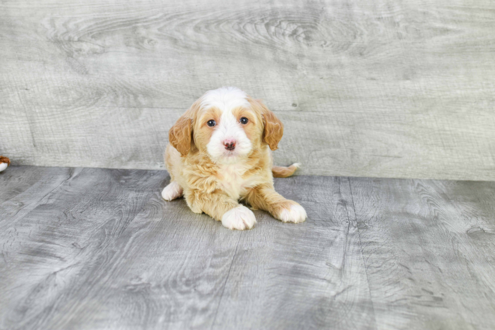 Best Mini Goldendoodle Baby