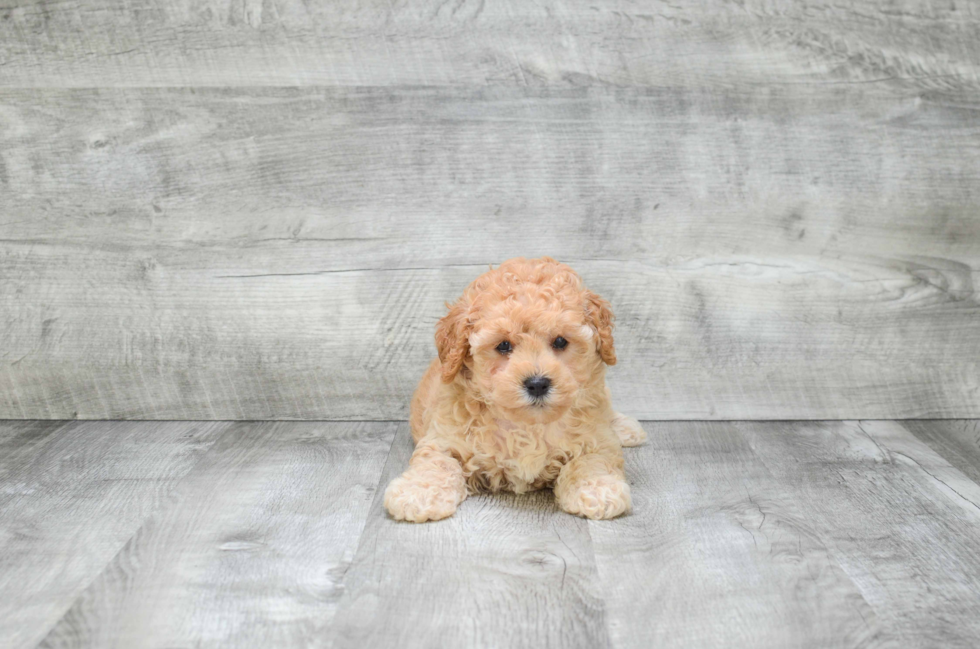 Cavapoo Puppy for Adoption