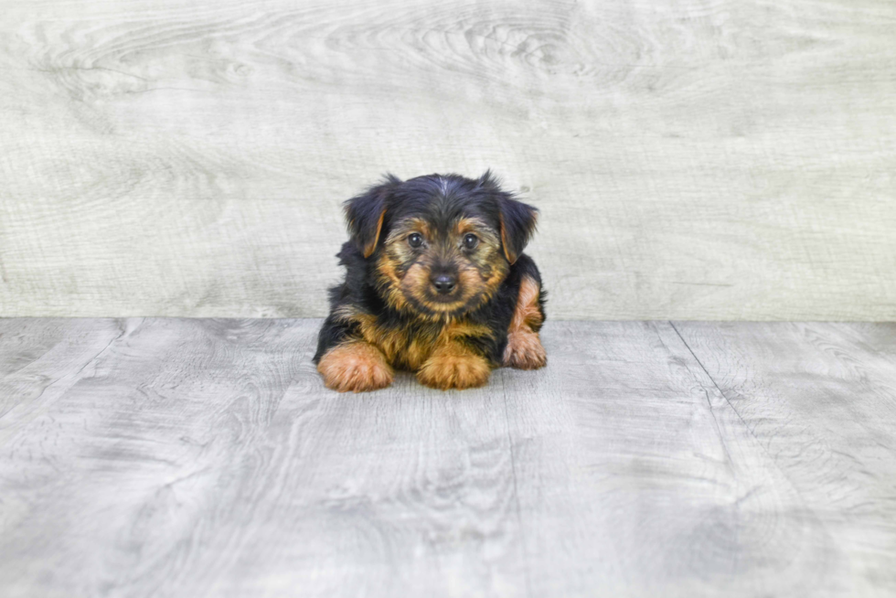 Meet Joey - our Yorkshire Terrier Puppy Photo 