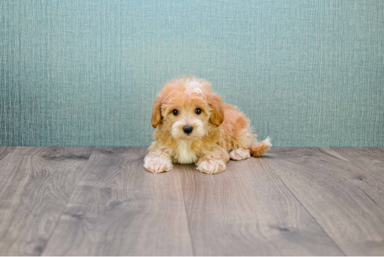 Small Cavapoo Baby