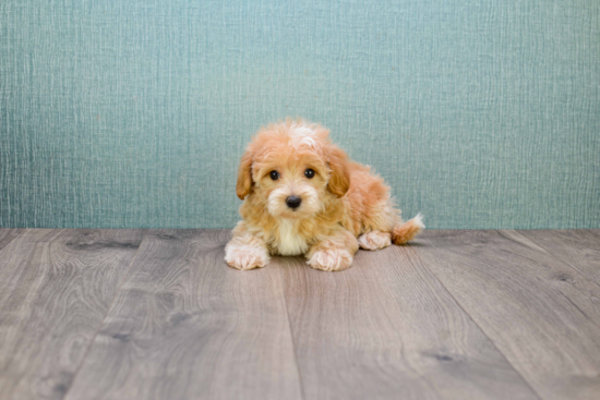 Small Cavapoo Baby