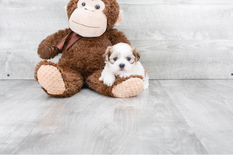 Adorable Shit Designer Puppy