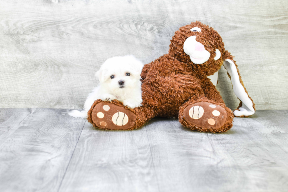 Small Maltese Purebred Pup