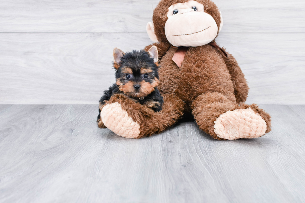 Meet Beckham - our Yorkshire Terrier Puppy Photo 