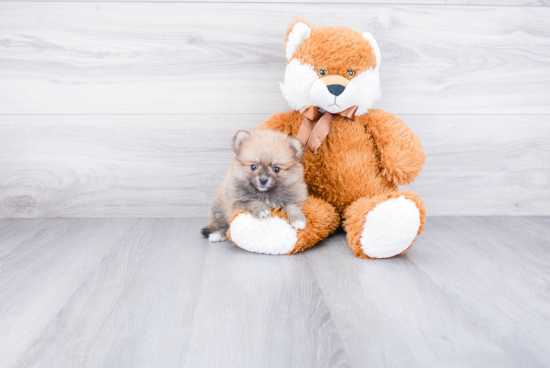 Best Pomeranian Baby