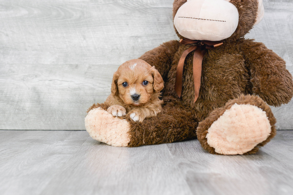 Small Cavapoo Baby