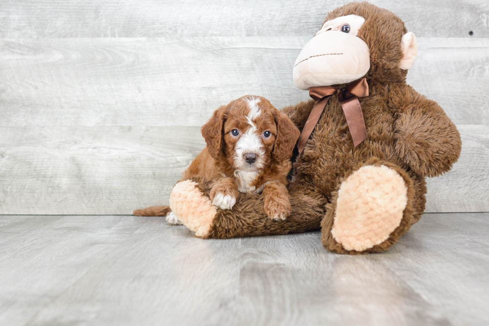 Small Mini Goldendoodle Baby