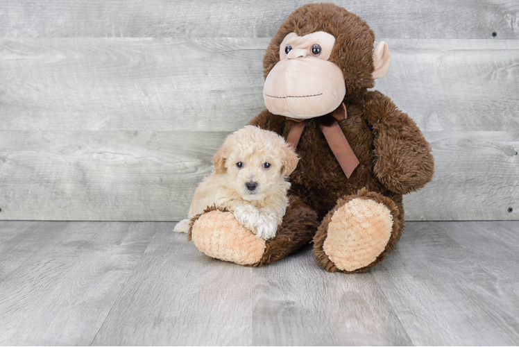Best Maltipoo Baby