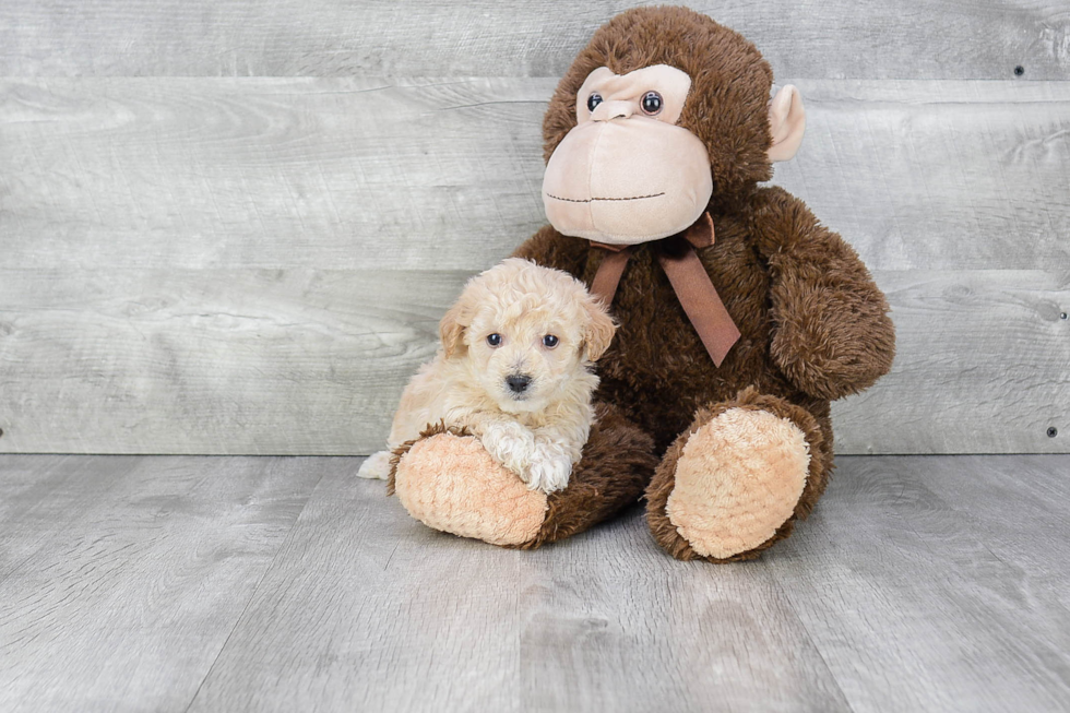 Best Maltipoo Baby