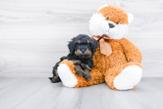 Popular Mini Bernedoodle Poodle Mix Pup