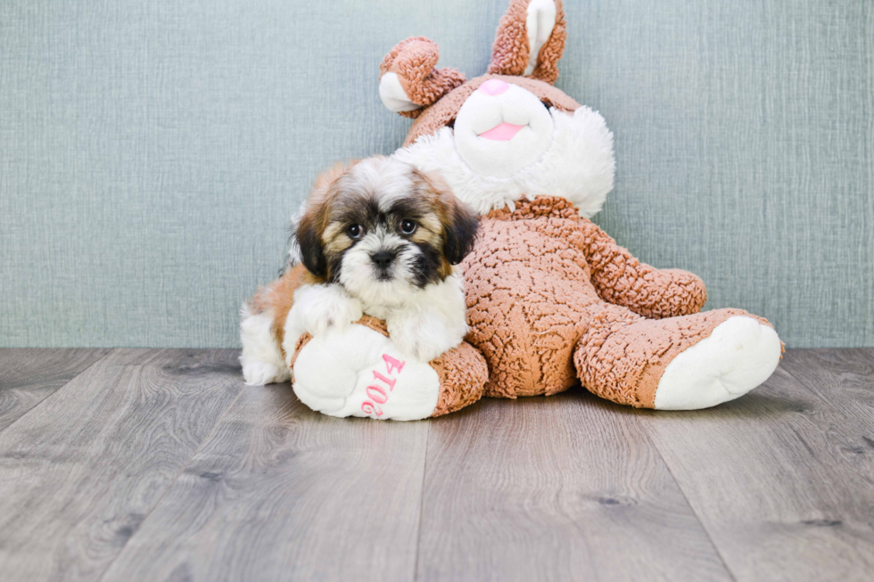 Popular Teddy Bear Designer Pup