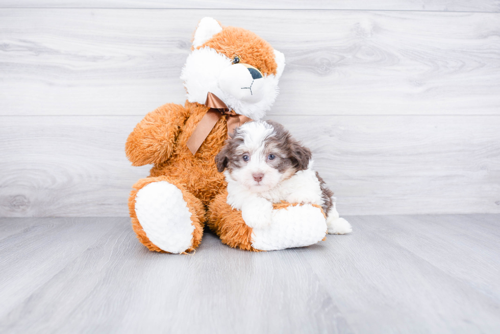 Havanese Puppy for Adoption