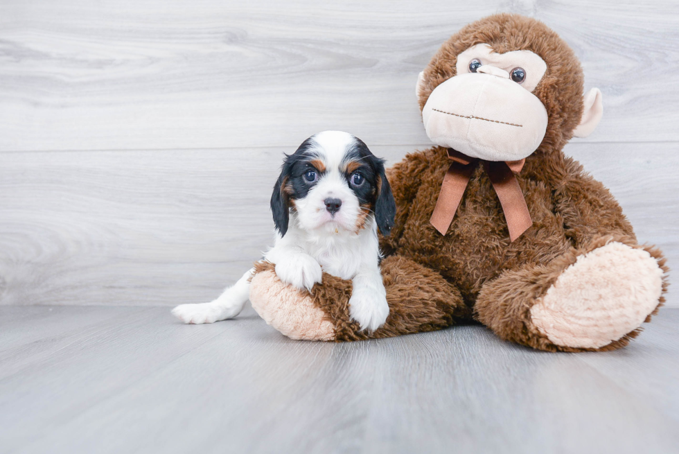 Akc Registered Cavalier King Charles Spaniel Baby