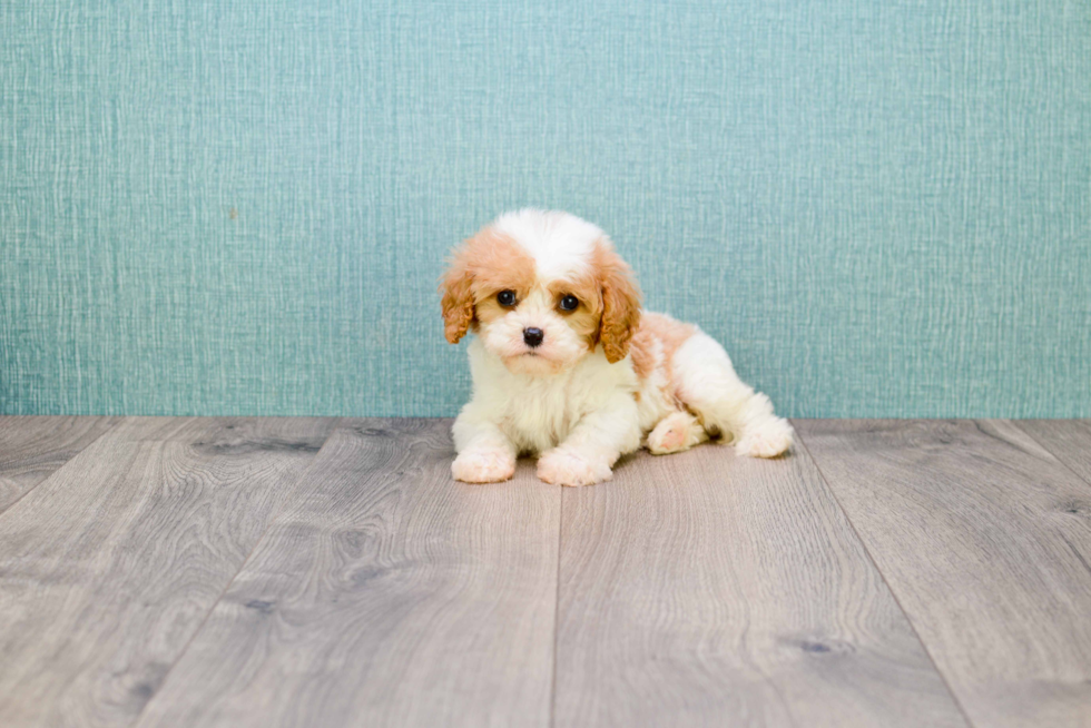 Energetic Cavalier Designer Puppy