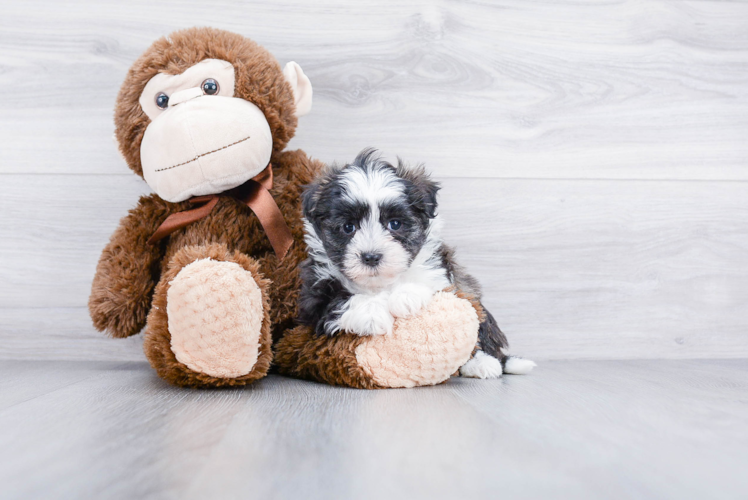 Small Havanese Purebred Pup