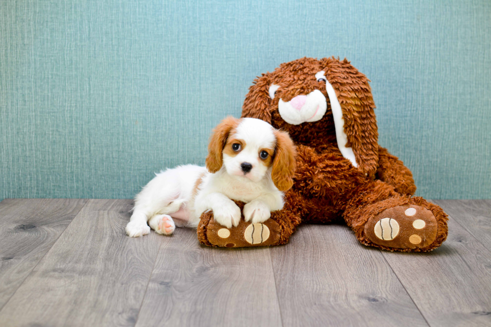 Happy Cavalier King Charles Spaniel Purebred Puppy