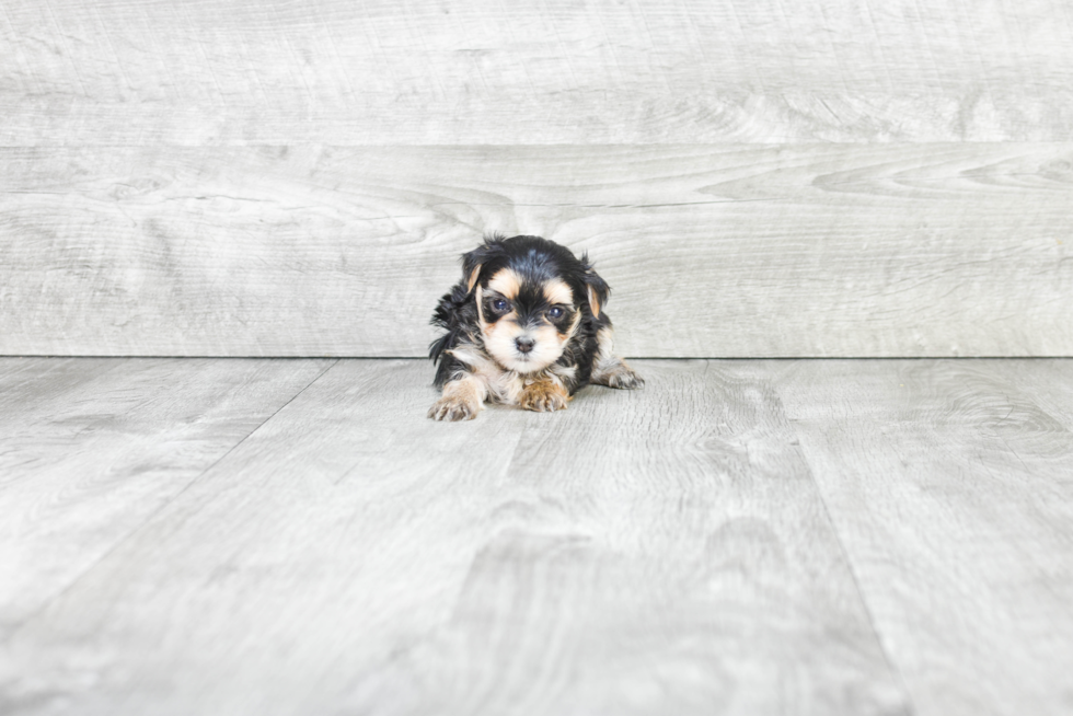 Morkie Pup Being Cute