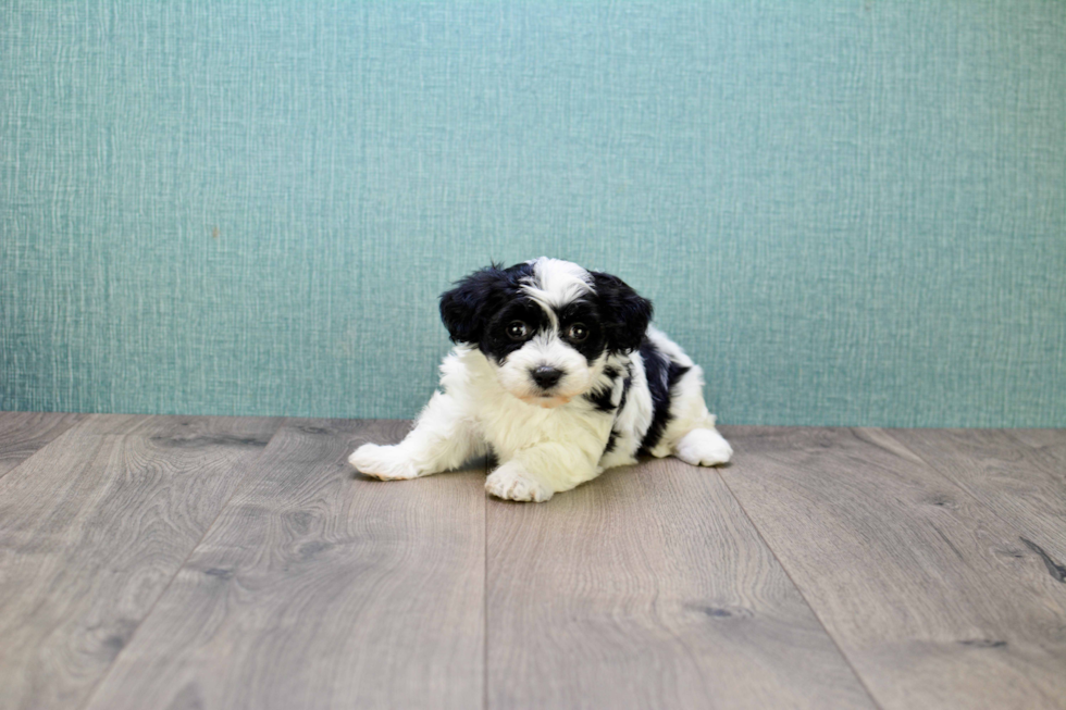 Havanese Puppy for Adoption