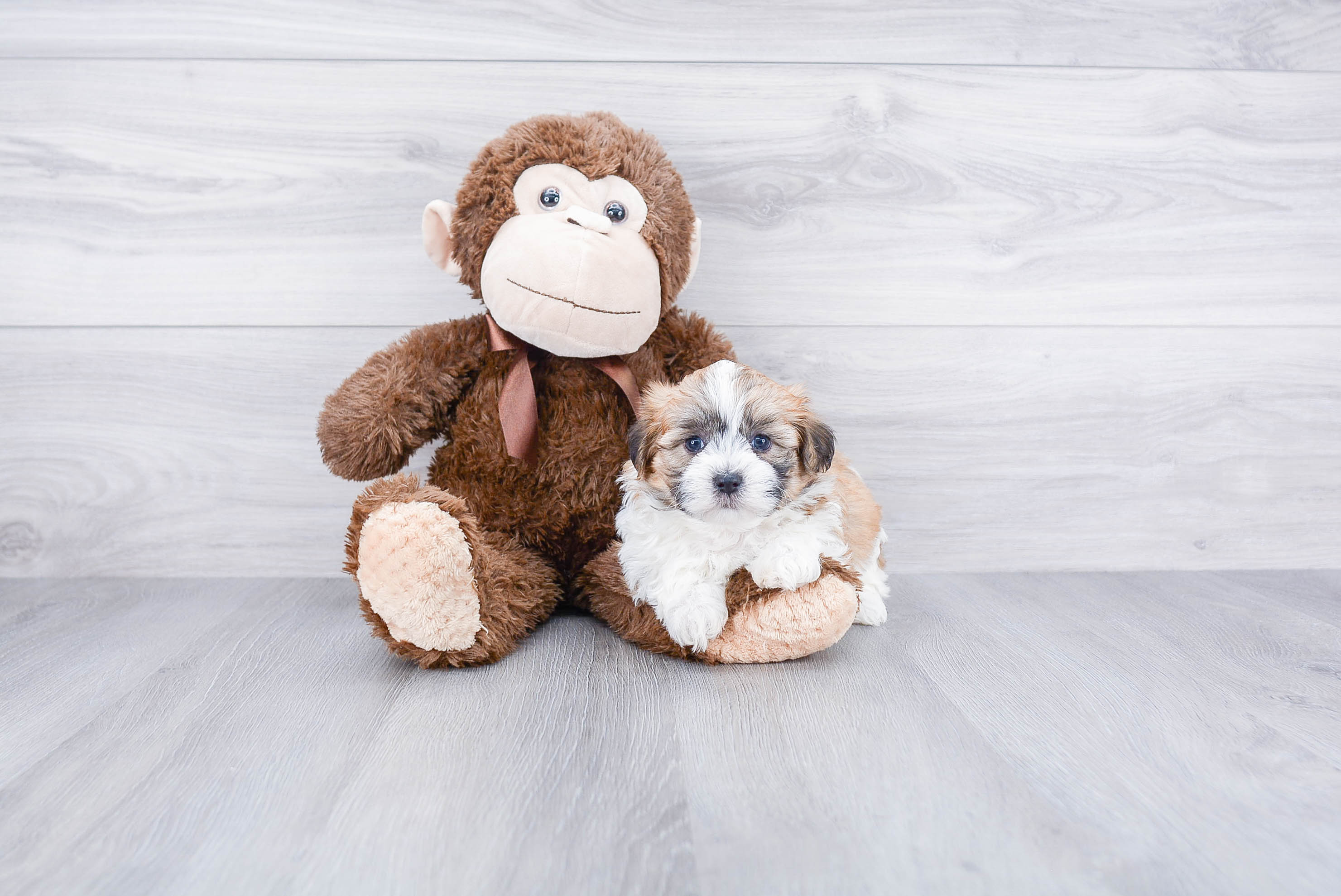 Small Teddy Bear Baby