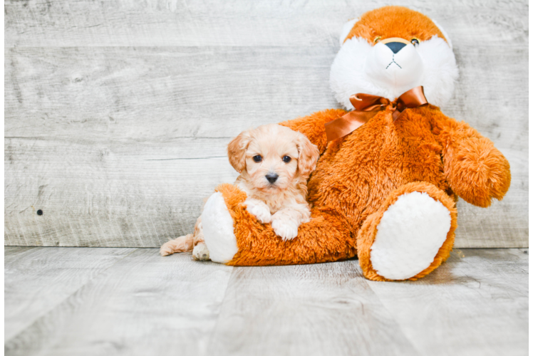 Cavapoo Puppy for Adoption