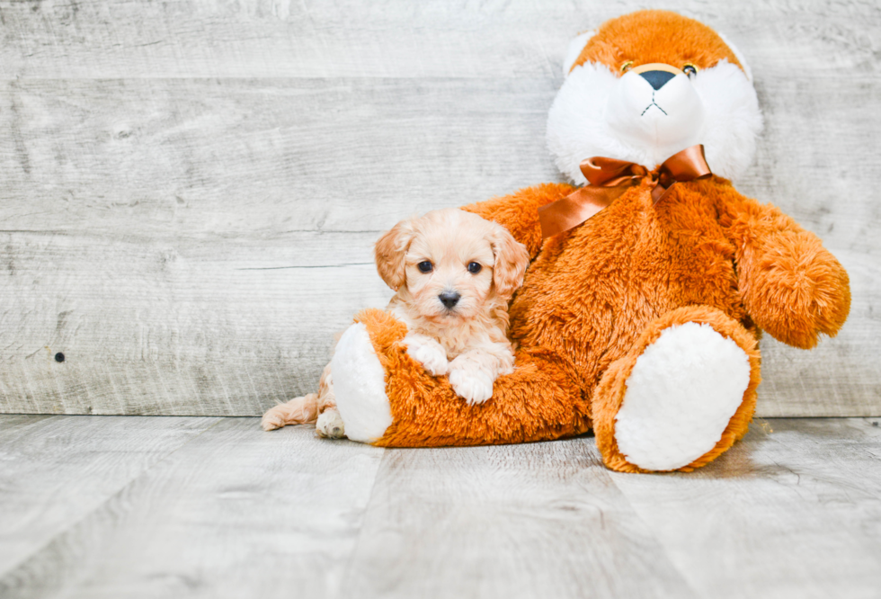 Cavapoo Puppy for Adoption