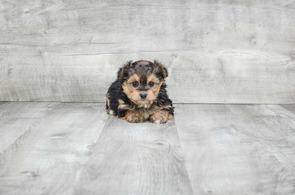 Popular Morkie Designer Pup