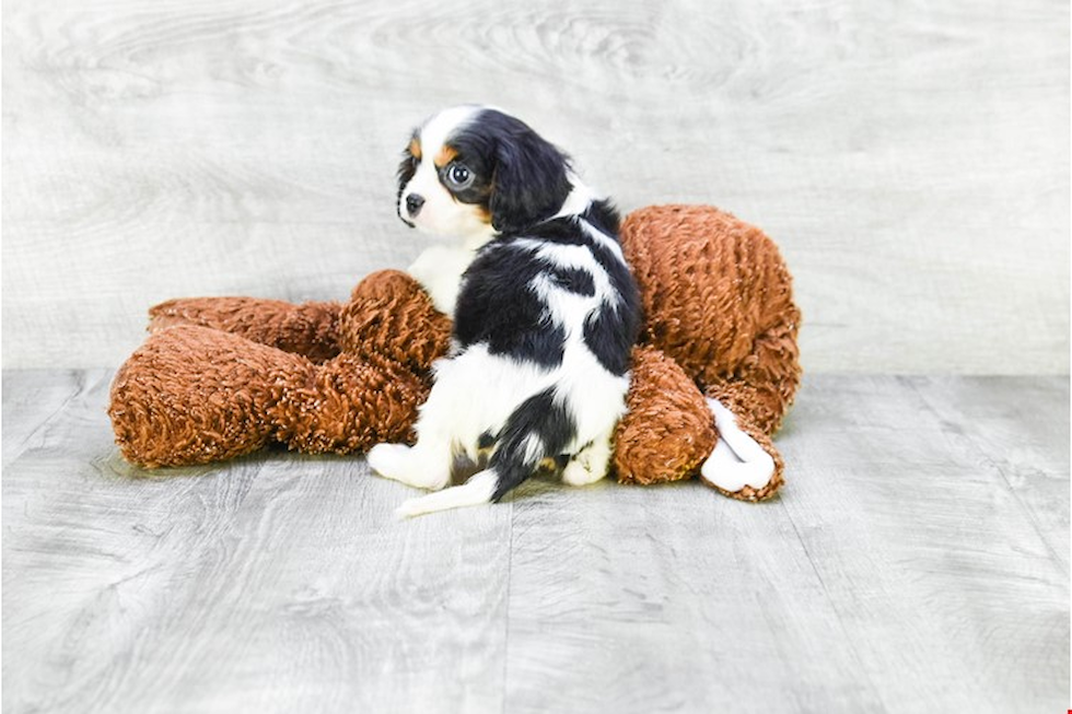 Cavalier King Charles Spaniel Pup Being Cute