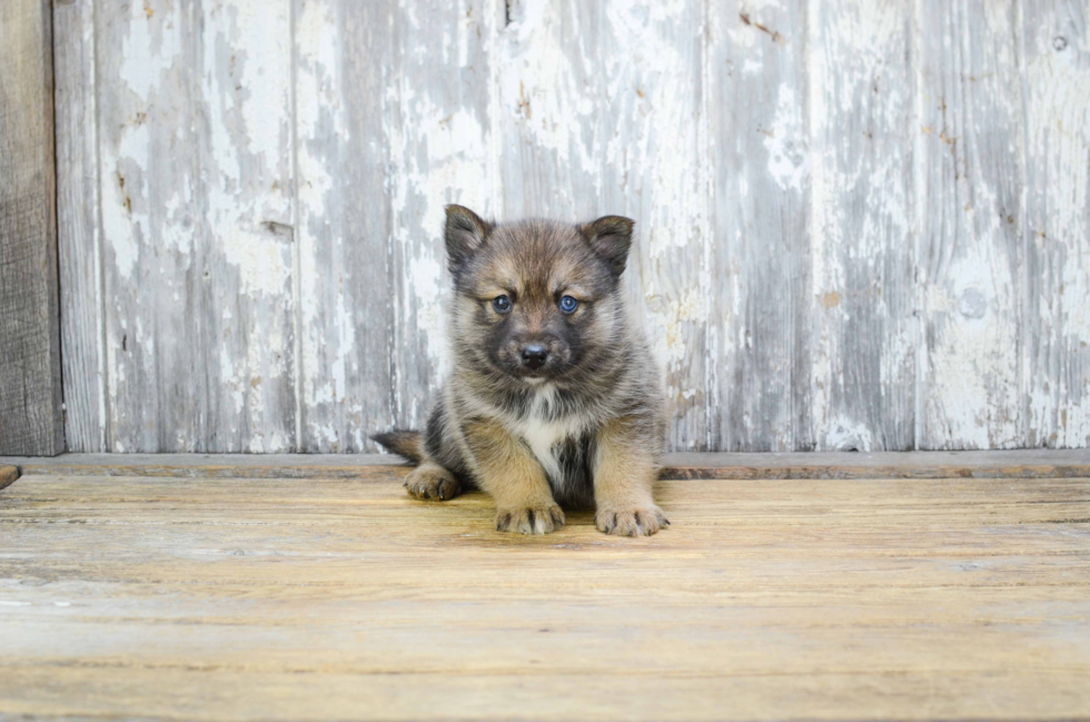 Small Pomsky Baby