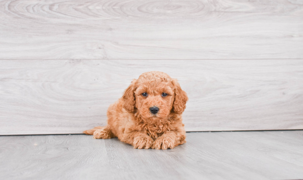 Mini Goldendoodle Pup Being Cute