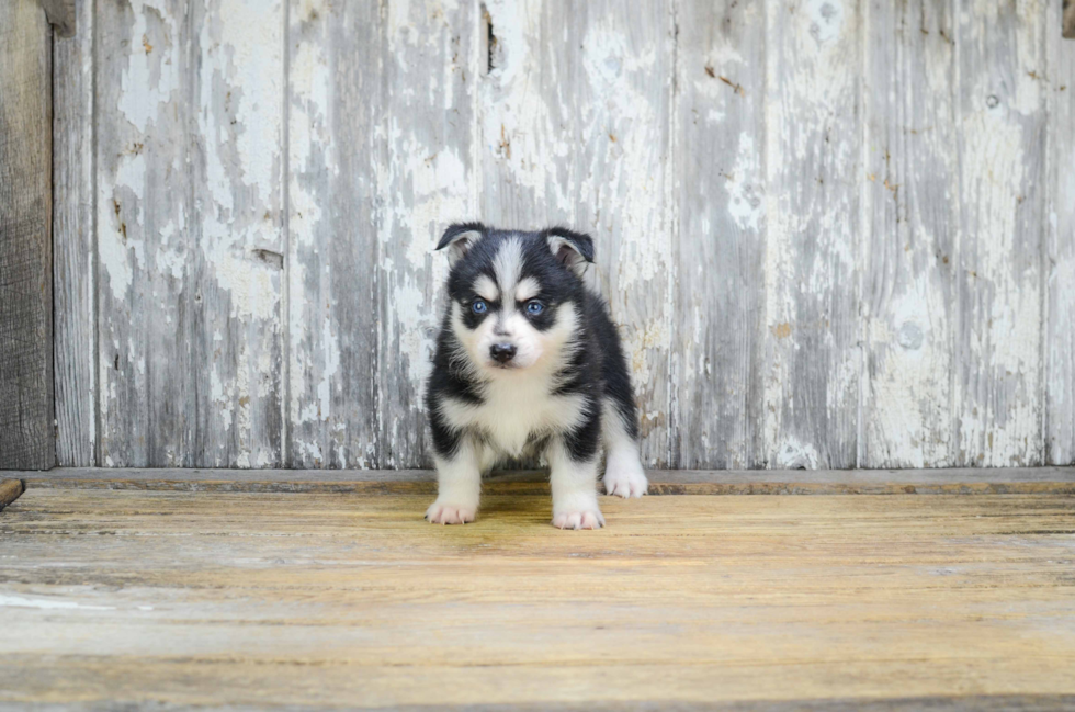 Pomsky Pup Being Cute