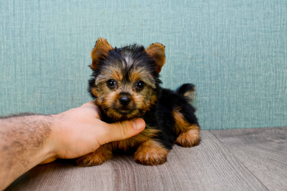 Meet Twinkle - our Yorkshire Terrier Puppy Photo 